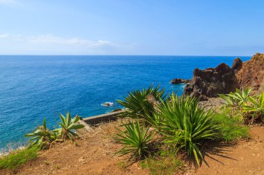 Sahil Madeira Adası Funchal kasabasında tropik bitkiler