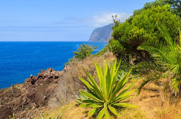 Tropical Plants Coast Madeira Island Funchal Town — Stock Photo, Image