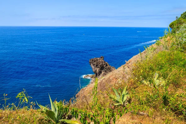 Plantas Tropicais Costa Ilha Madeira Cidade Funchal — Fotografia de Stock