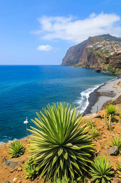 Plantas Tropicais Costa Ilha Madeira Verão Portugal — Fotografia de Stock