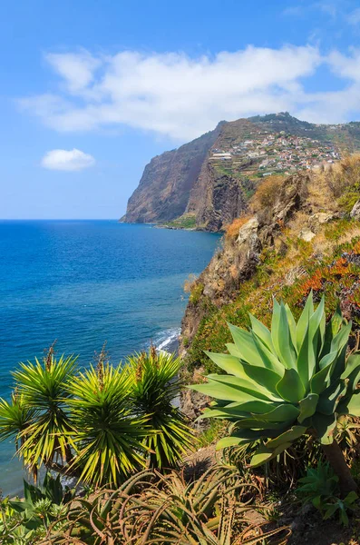 葡萄牙夏季马德拉岛沿岸的热带植物 — 图库照片