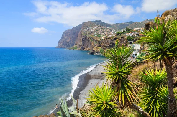 Plantas Tropicais Costa Ilha Madeira Verão Portugal — Fotografia de Stock