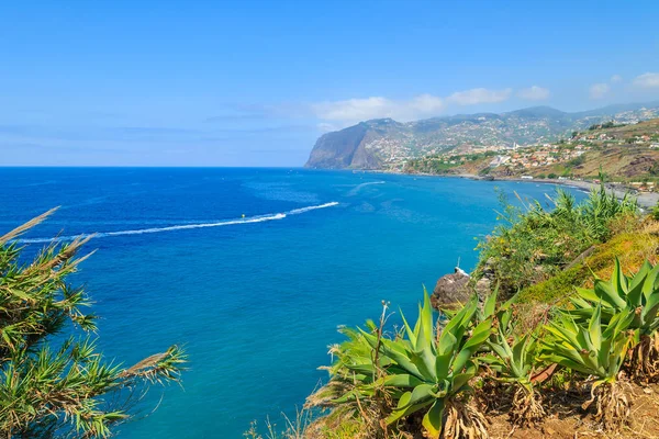 Tropiska Växter Kusten Madeira Funchal Stad — Stockfoto