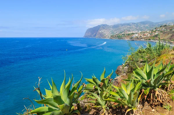 Plantas Tropicais Costa Ilha Madeira Cidade Funchal — Fotografia de Stock