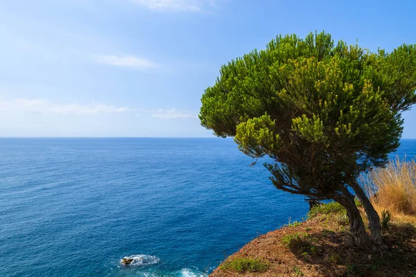 Árbol Verde Costa Isla Madeira Portugal — Foto de Stock