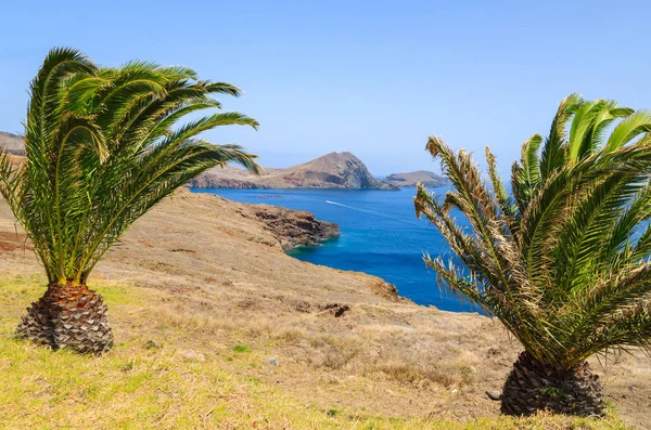 Palmbomen Kust Van Het Tropische Eiland Madeira Portugal — Stockfoto