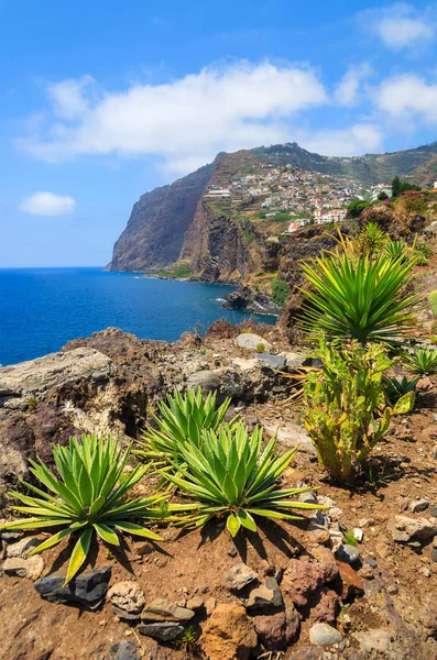 Тропические Растения Побережье Острова Мадейра Летом Португалия — стоковое фото