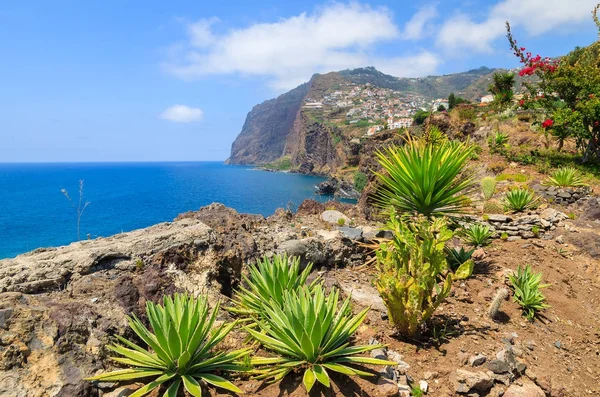 Тропические Растения Побережье Острова Мадейра Летом Португалия — стоковое фото