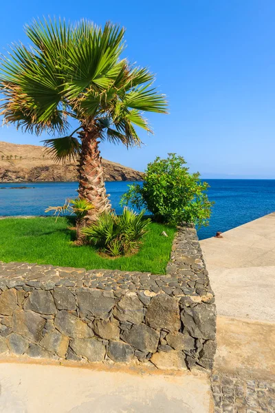 Palme Der Küste Der Insel Madeira Portugal — Stockfoto