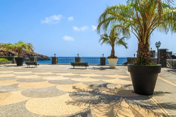 Palm Tree Pot Cobblestone Square Ocean View South Coast Madeira — Stock Photo, Image