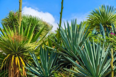 Sahil Madeira Adası Funchal kasabasında tropik bitkiler