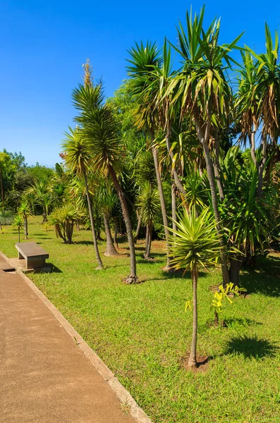 Monte tropik bahçeler içinde Funchal kasaba, Madeira Adası, Portekiz