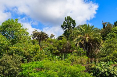 Monte tropik bahçeler içinde Funchal kasaba, Madeira Adası, Portekiz