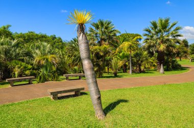 Monte tropik bahçeler içinde Funchal kasaba, Madeira Adası, Portekiz