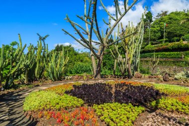Ünlü tropikal botanik bahçeleri Funchal şehirde, Madeira Adası, Portekiz