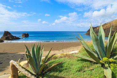 Tropik bitkiler Prainha plajda, Madeira Adası, Portekiz
