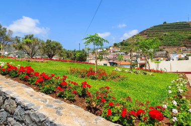 Camara de Lobos, Madeira Adası, Portekiz bir parkta çiçekleri