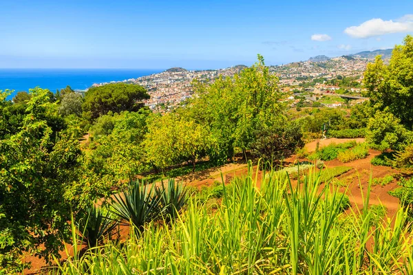 Plantas Tropicais Verdes Jardins Botânicos Cidade Funchal Ilha Madeira Portugal — Fotografia de Stock