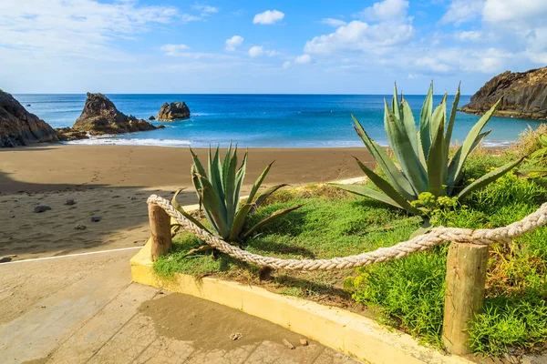 Tropical plants on path to volcanic Prainha beach on east coast of Madeira island, Portugal