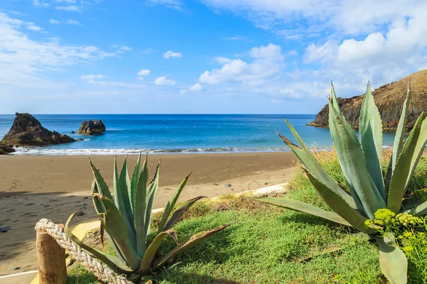 Plantas Tropicais Praia Prainha Ilha Madeira Portugal — Fotografia de Stock