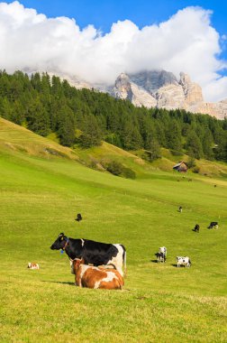 Dolomites dağlar, İtalya için yeşil mera üzerinde otlatma inekler