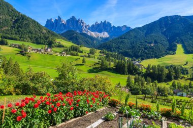 Red flowers and view of Val di Funes mountain valley, Dolomites clipart