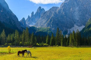 İki dağ Vadisi Fischleintal, South Tyrol, Dolomites dağlar, İtalya için yeşil mera üzerinde otlatma atların