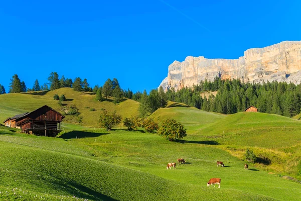 Коровы Пасутся Зеленом Альпийском Поле Деревне Вилла Доломиты Италия — стоковое фото