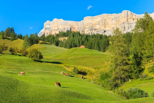 Vacas Pastando Campo Alpino Verde Vila Villa Dolomites Mountains Itália — Fotografia de Stock