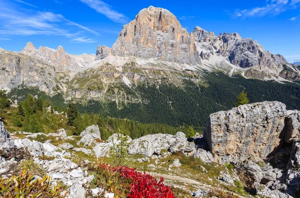 Flores Rojas Sendero Montaña Cerca Formación Rocas Cinque Torri Sudtirol —  Fotos de Stock