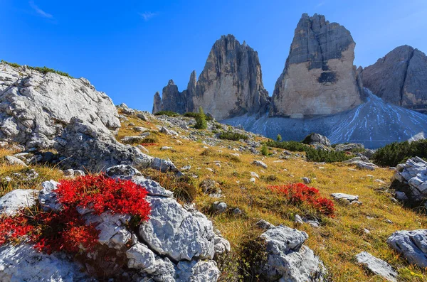 Röda Blommor Och Utsikt Över Tre Cime Klipporna Dolomiterna — Stockfoto