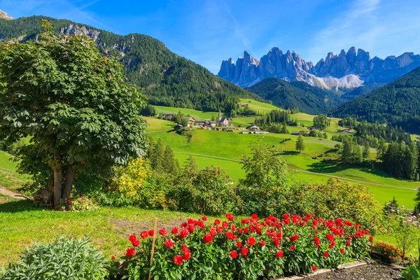 Kırmızı Çiçekler Val Funes Dağ Vadisi Dolomites Görünümünü — Stok fotoğraf