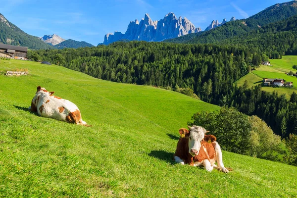 イタリア ドロミテの山々 夏の緑のフィールド上の牛 — ストック写真