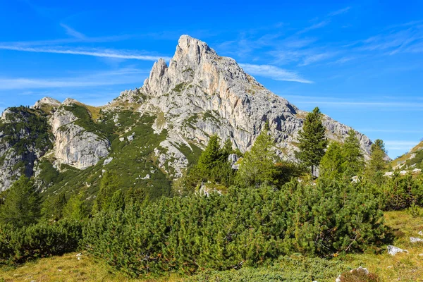 Pinos Verdes Cerca Falzarego Pass Las Dolomitas Otoño Italia —  Fotos de Stock