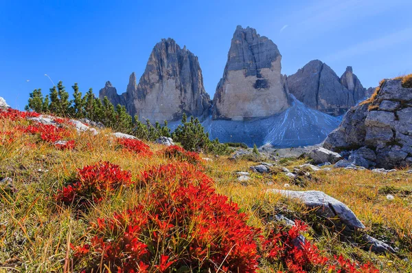 赤い花と Tre Cime ドロミテの山々 の眺め — ストック写真