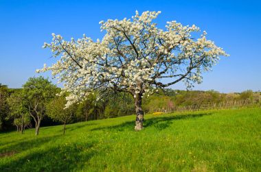 Bahar manzara,: Burgenland, Austria açgözlülük çayır çiçek açan ağacı