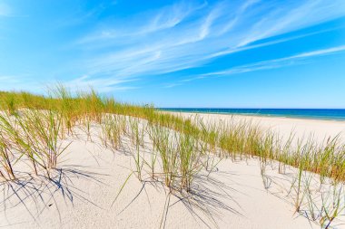 Grass on sand dunes on Baltic Sea beach, Poland clipart