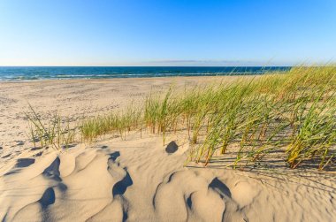 Yeşil bitkiler üzerinde kumul Leba Beach, Baltık Denizi, Polonya