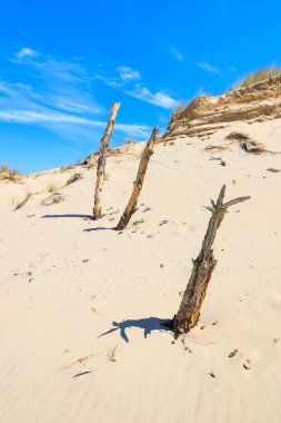 Kuru ağaç gövdeleri üzerinde kumul Slowinski Milli Parkı, Polonya