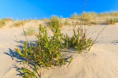Yeşil bitkiler üzerinde kumul Leba Beach, Baltık Denizi, Polonya