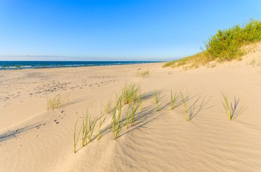 Yeşil bitkiler üzerinde kumul Leba Beach, Baltık Denizi, Polonya