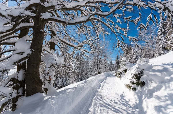 Path Snow Winter Landscape Gorce Mountains Poland — Stock Photo, Image