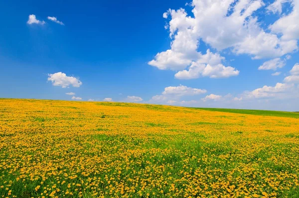 Yellow spring flowers on meadow and clouds, Burgenland, Austria