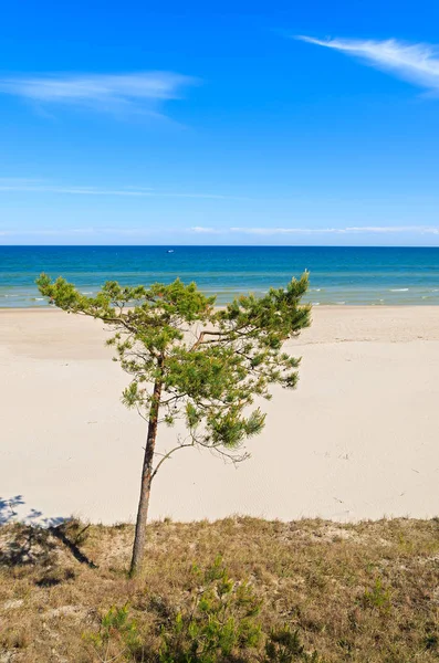 Дерево Сосни Гарний Піщаний Пляж Біля Леба Балтія Польща — стокове фото