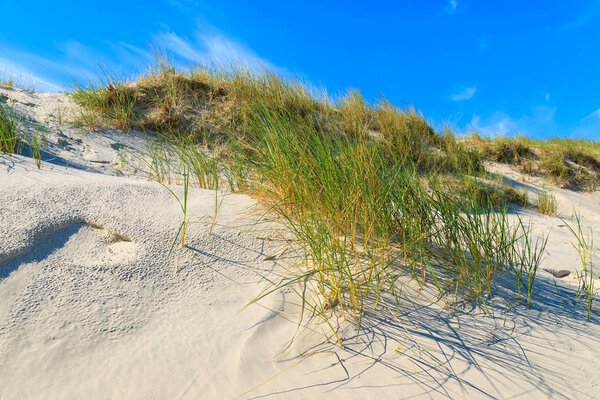 Трава на песчаной дюне на прекрасном пляже Балтийского моря недалеко от города Леба, Польша
