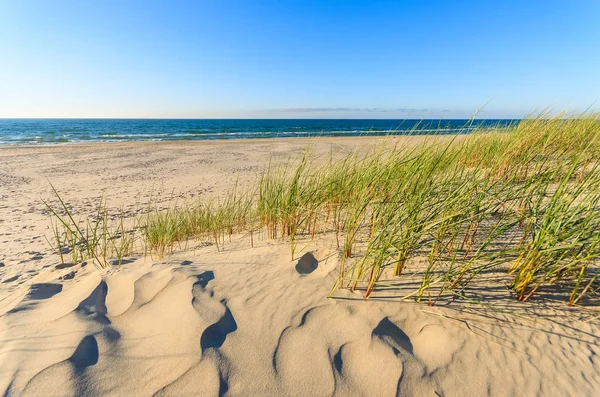 Plantas Verdes Duna Arena Playa Leba Mar Báltico Polonia — Foto de Stock