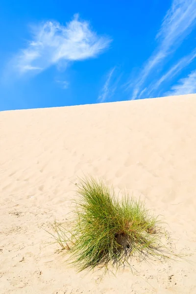 Hierba Duna Hermosa Playa Del Mar Báltico Cerca Leba Polonia — Foto de Stock