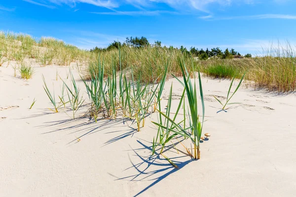 Πράσινο Γρασίδι Αμμόλοφους Στην Παραλία Στη Βαλτική Θάλασσα Πολωνία — Φωτογραφία Αρχείου