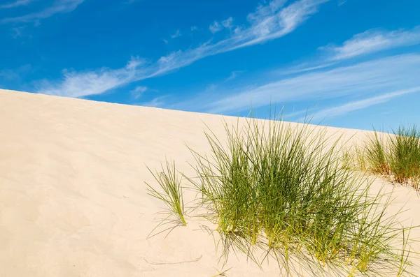 stock image Grass on dune on beautiful Baltic Sea beach near Leba, Poland