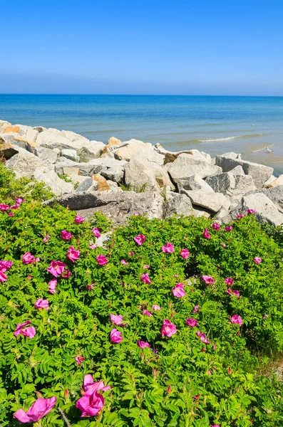 Green plants flowers coast stone wave breakers, Ustka, Baltic Sea, Poland